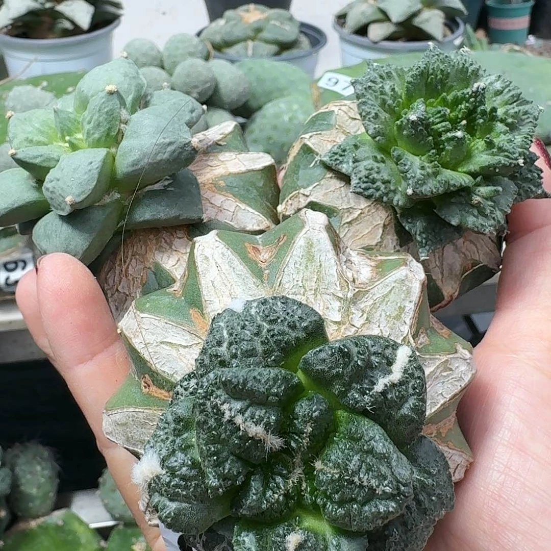 【闪购商品】无花朵大*哥三颗牡丹949