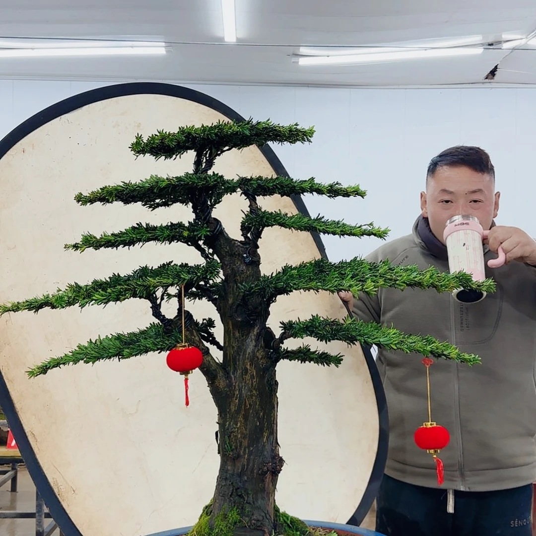 三**禽盆景制作过程非常