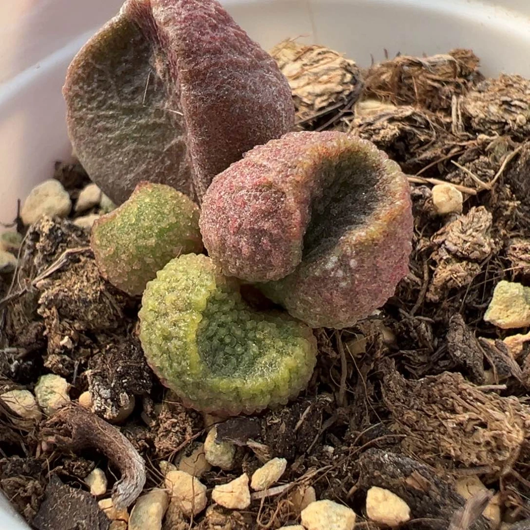 实生新品多肉植物水泡母叶会消耗