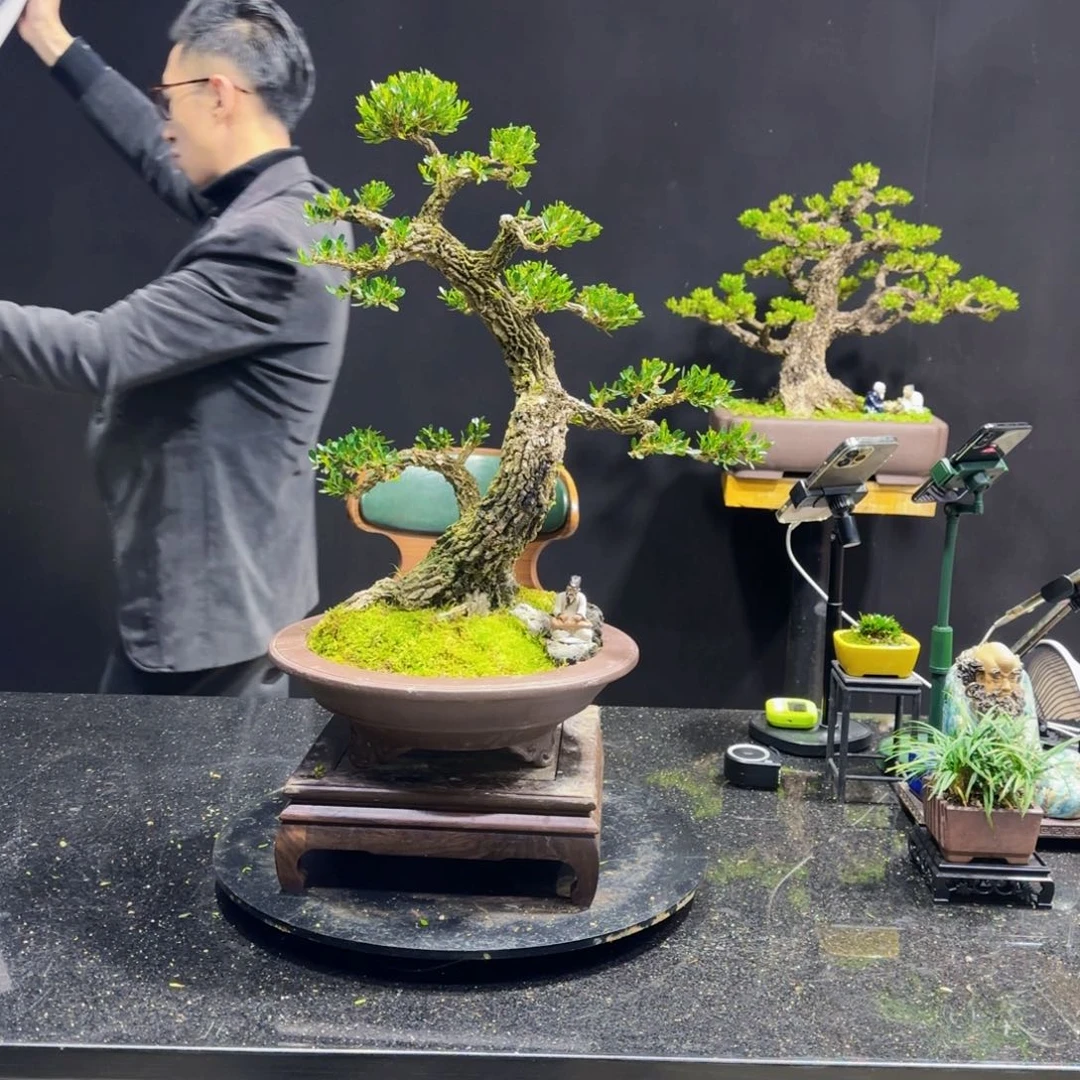 黄杨室内室外盆景艺术