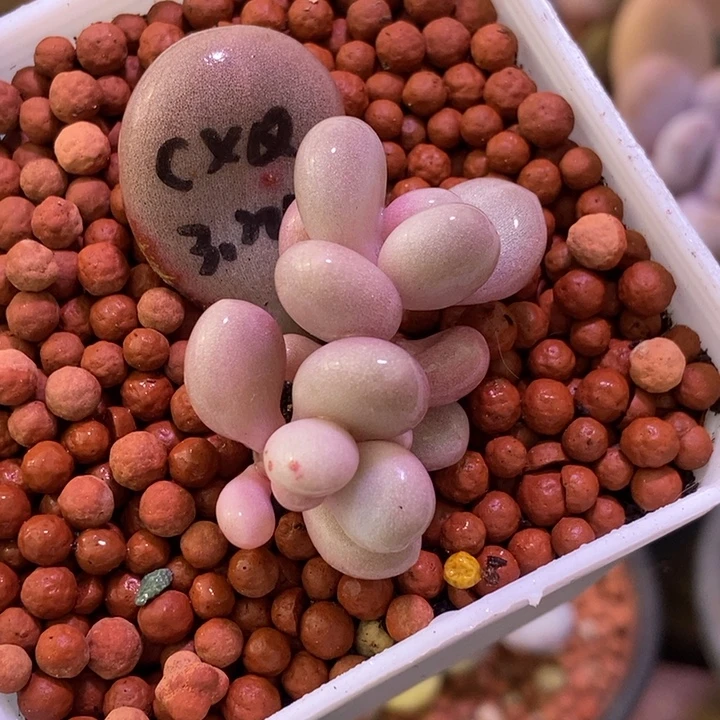 橙雪球锦基因多肉植物