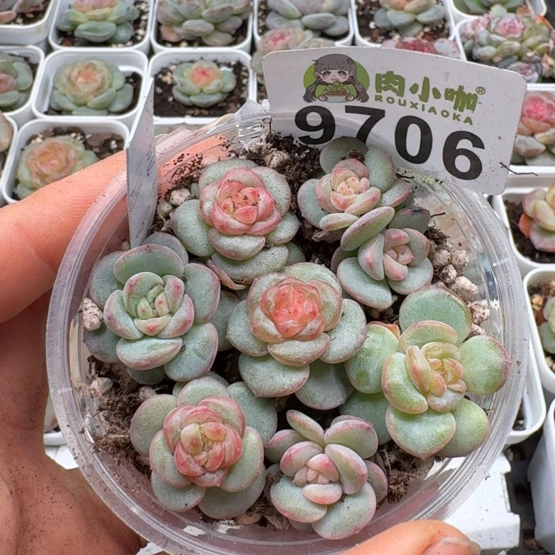 多肉植物多肉植物