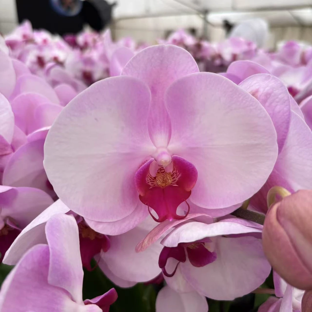甄选（西滨哈尼）蝴蝶兰粉色系大花型 高端稀有品种
