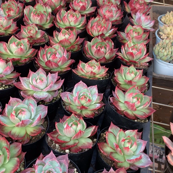 拉丝锦惊鸿仙子多肉植物两单包邮