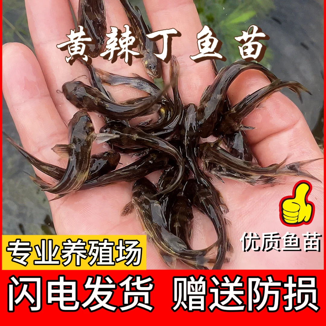 黄辣丁  淡水养殖  四川眉山发货