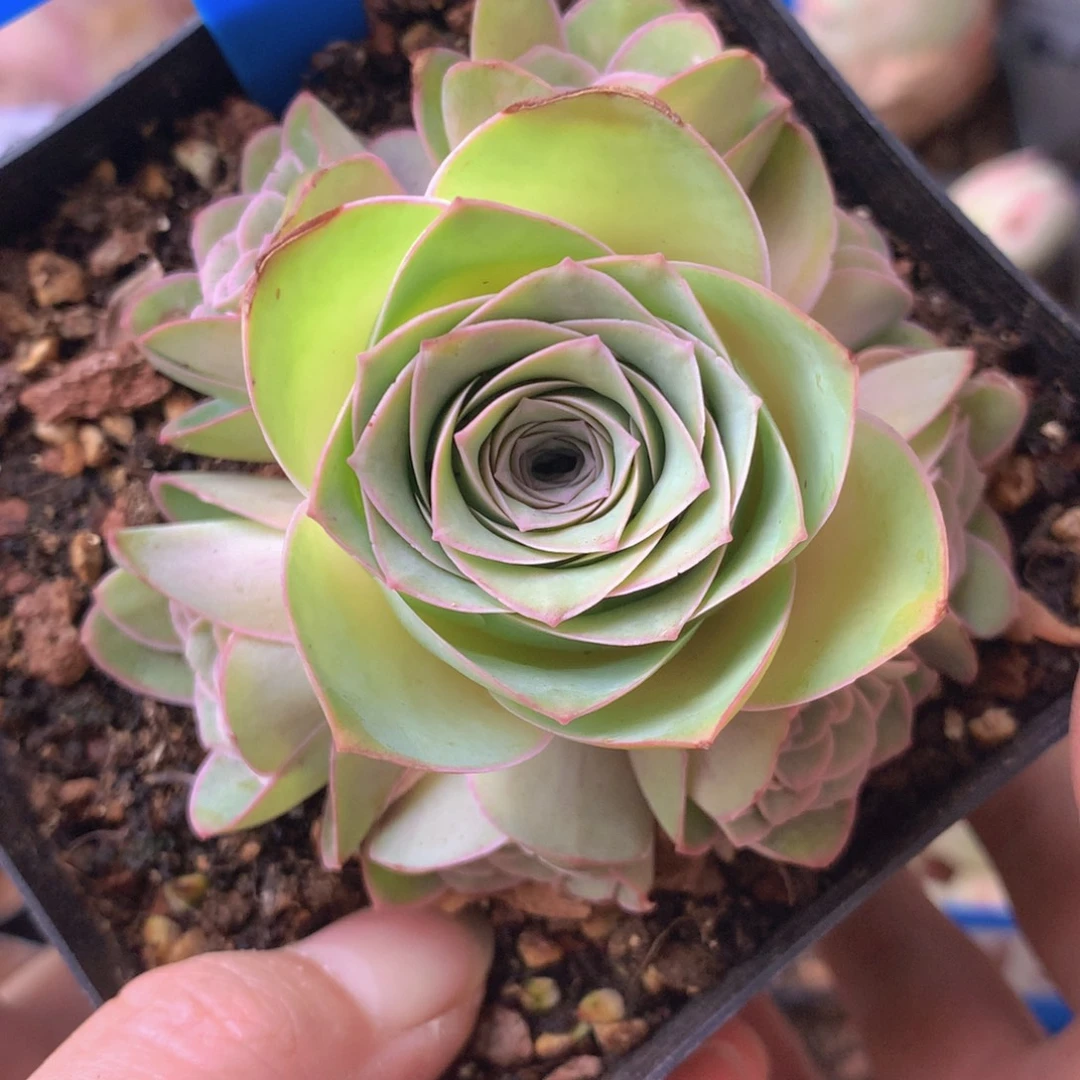 一物一拍星辰紫芙009