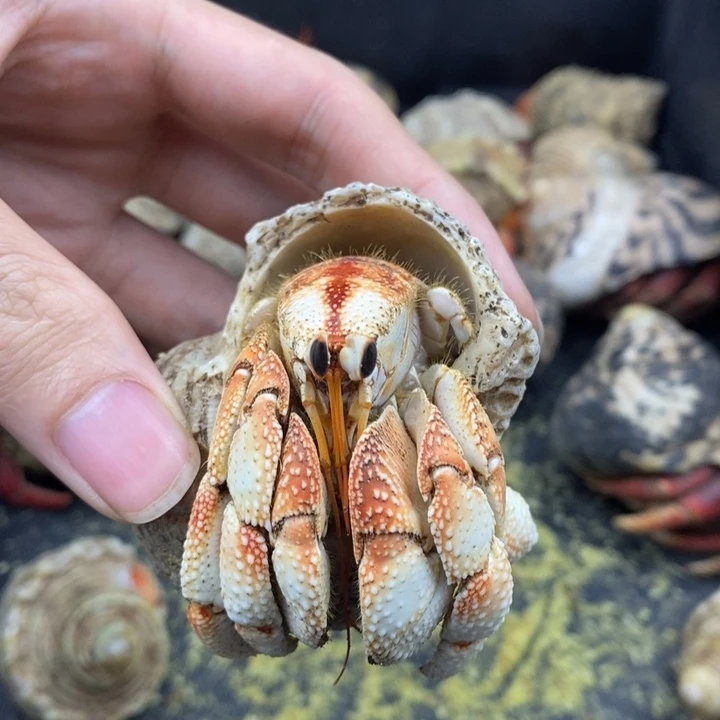 3.1口异色带蓝一线天