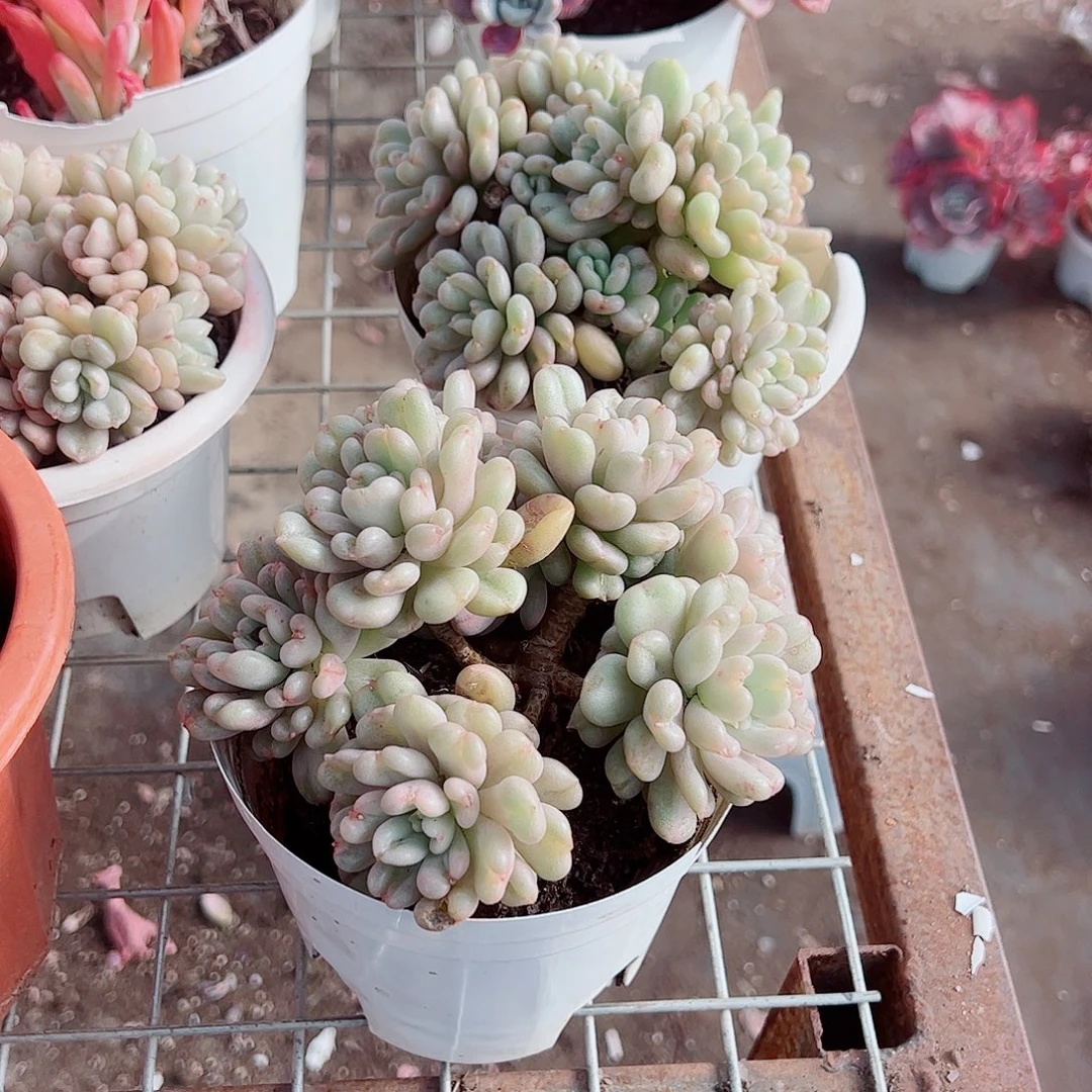 比尔盖茨多头群生精品特价
