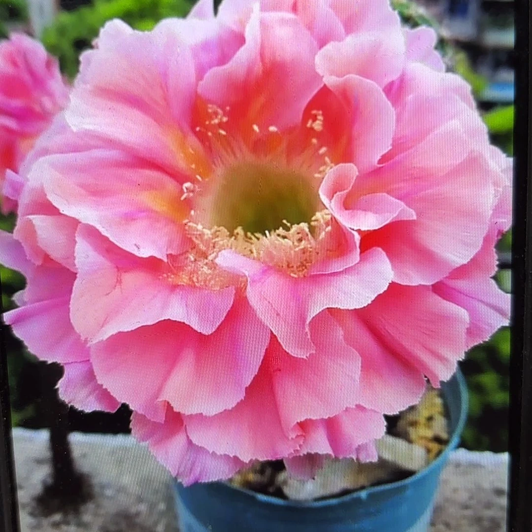 南方淑女彩侧牙20包邮仙人球24