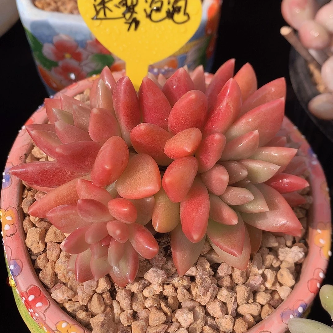 迷雾泡泡多肉一物一拍