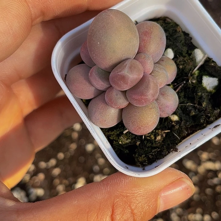 心*。心语专拍群生23号