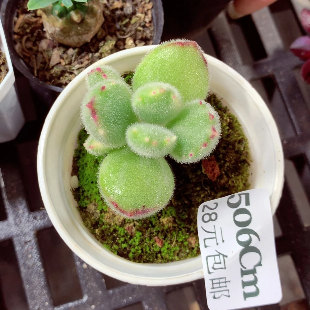 5厘米盆精控多肉506