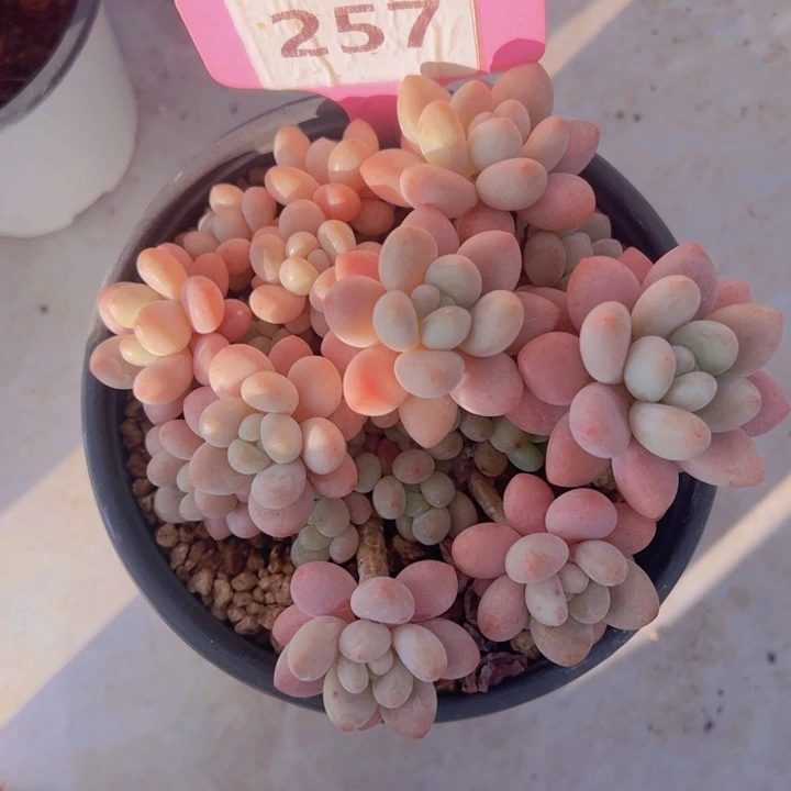 健健康康平平安安