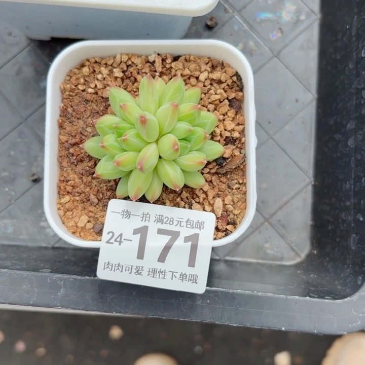 小***～胖体青花瓷无盆土发货