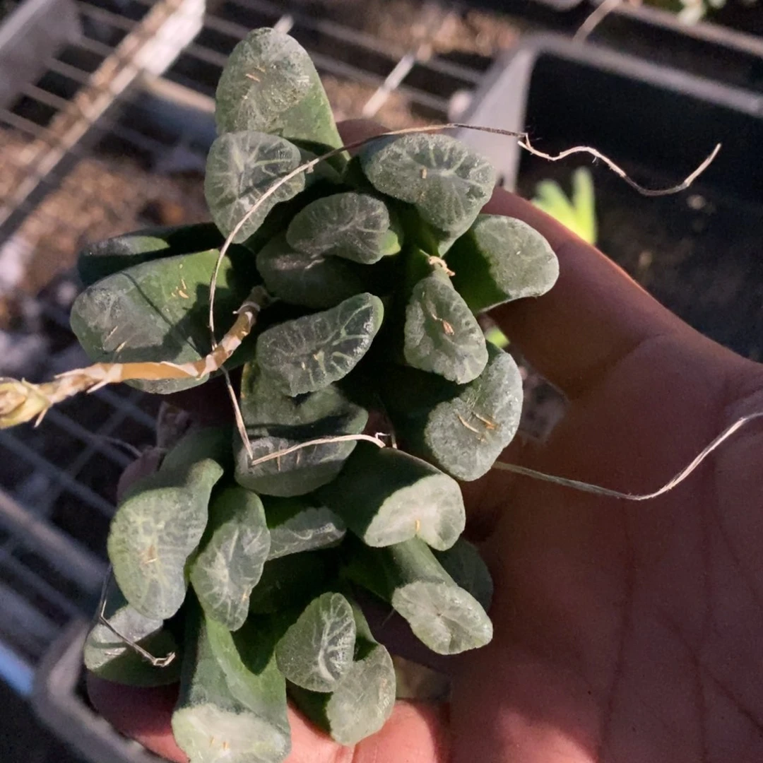 26104 一颗实生大万象 挑最大的发货 超级福利