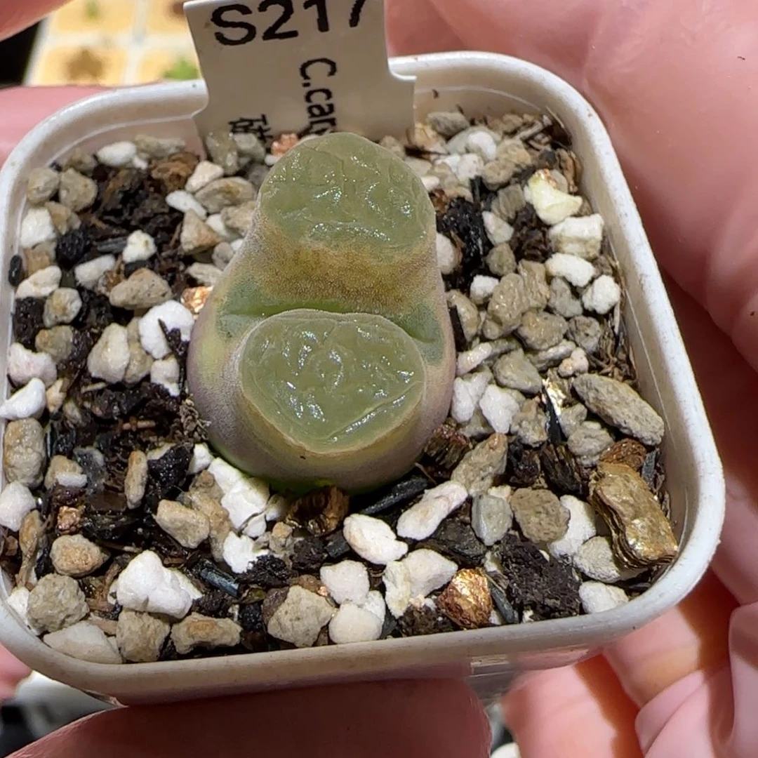 K肉锥多肉植物百科-磁铁1659