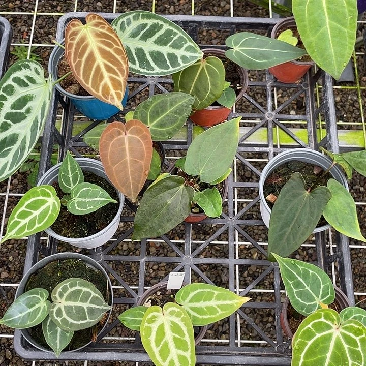 完全开放杂交10颗脱土发，不包叶损，一物一拍128号