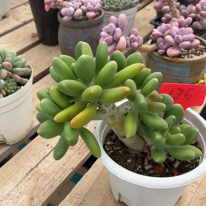 金蝉多肉植物1 2 5