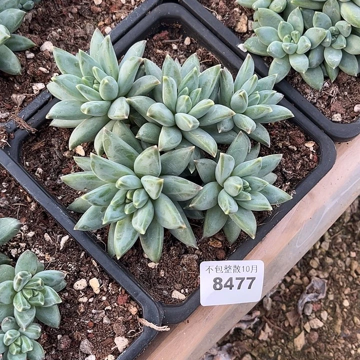 阿雅园艺。      8477