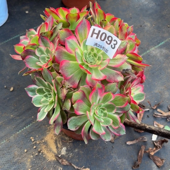 瑞妈，，。。。093海鲜，