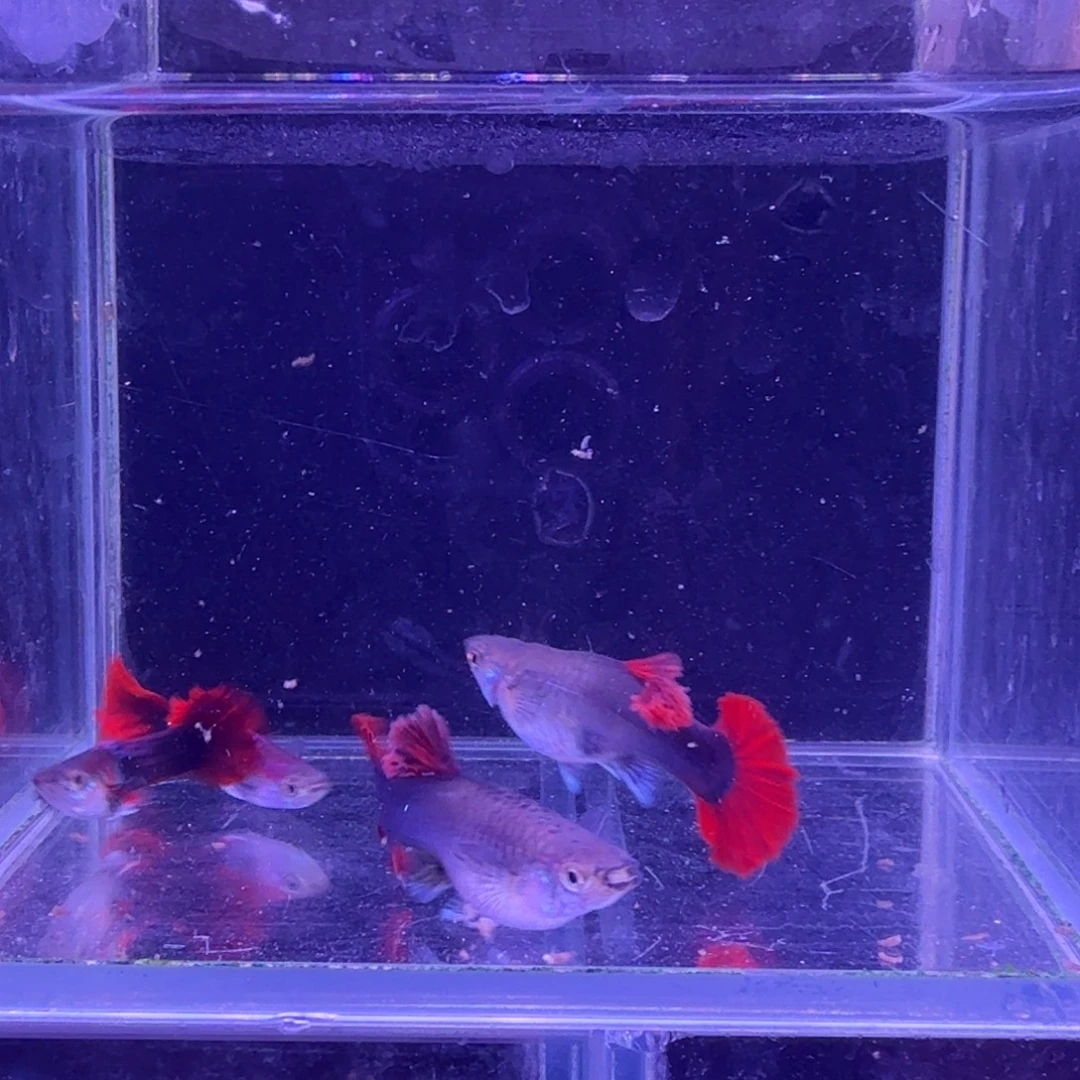 孔雀鱼折扇菊花帆2对