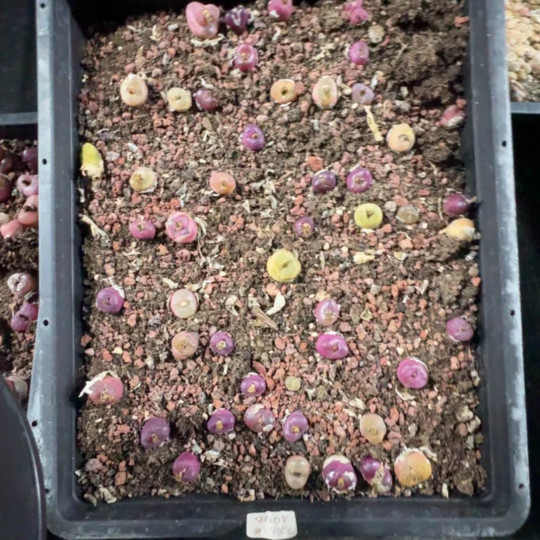 99999 毛毛清框福利。脱土