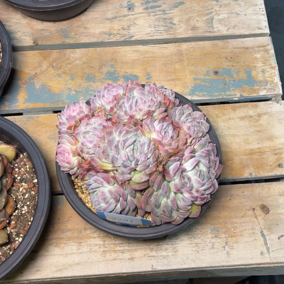 灿*2287多肉多多多多多