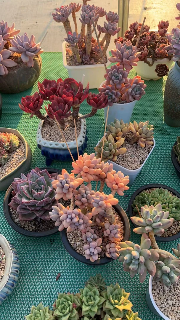 三号链接   大胡精品多肉一物一拍专用