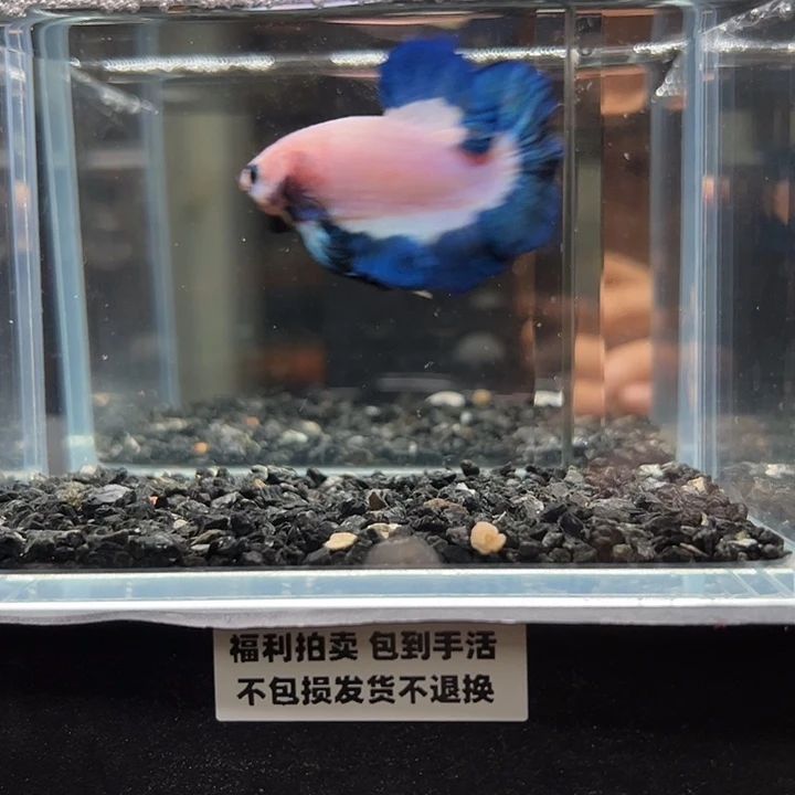 斗鱼竞拍跑单拉黑25日106