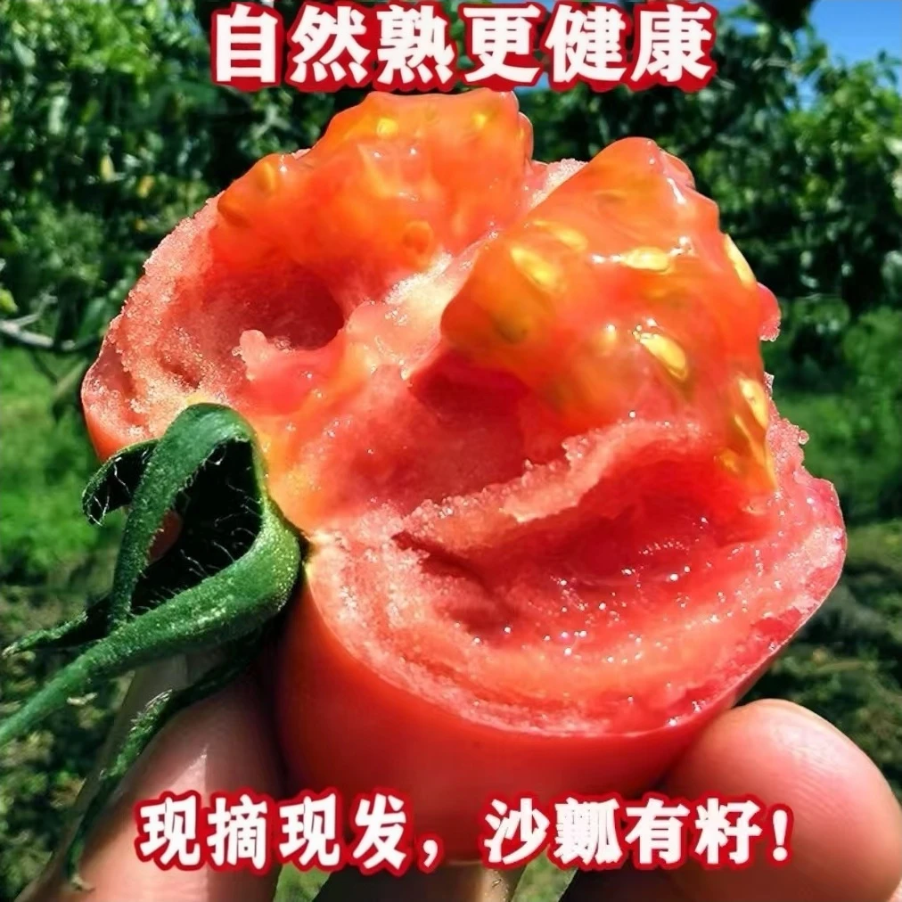 正宗四川攀枝花米易露天番茄新鲜沙瓤西红柿自然成熟现摘包邮10斤