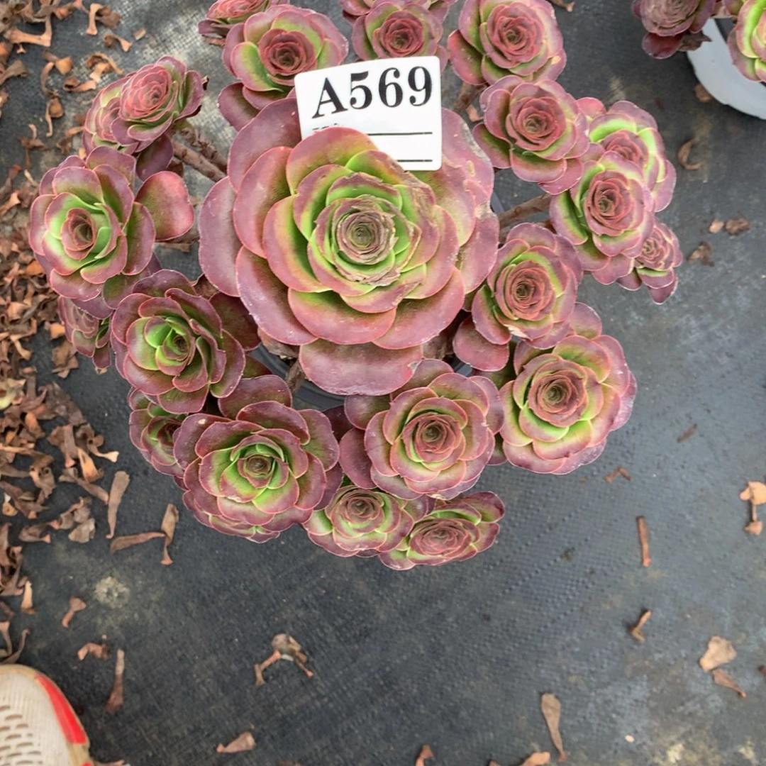 魅金玫瑰569法师多肉植物40000000000