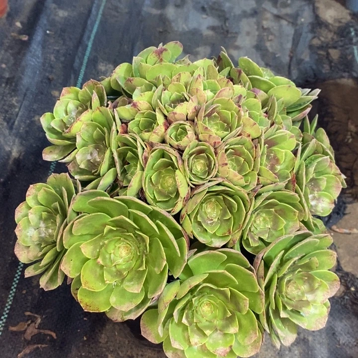 万圣节多肉植物2。