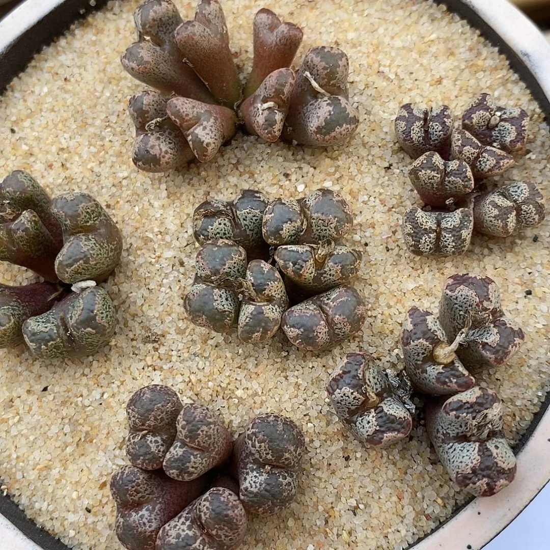 21118勋章组合。