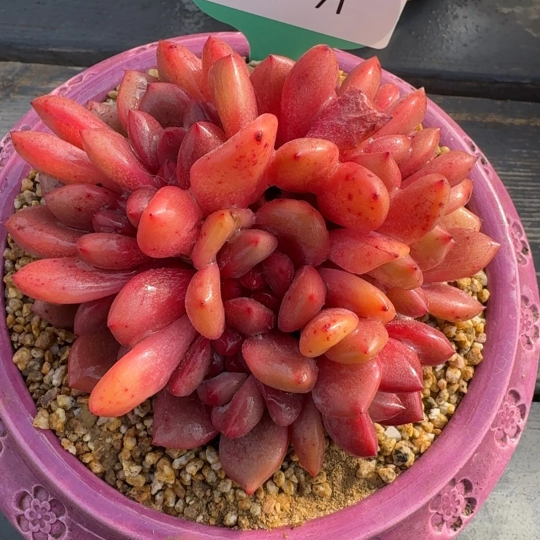 从前慢多肉精选编号1229.71