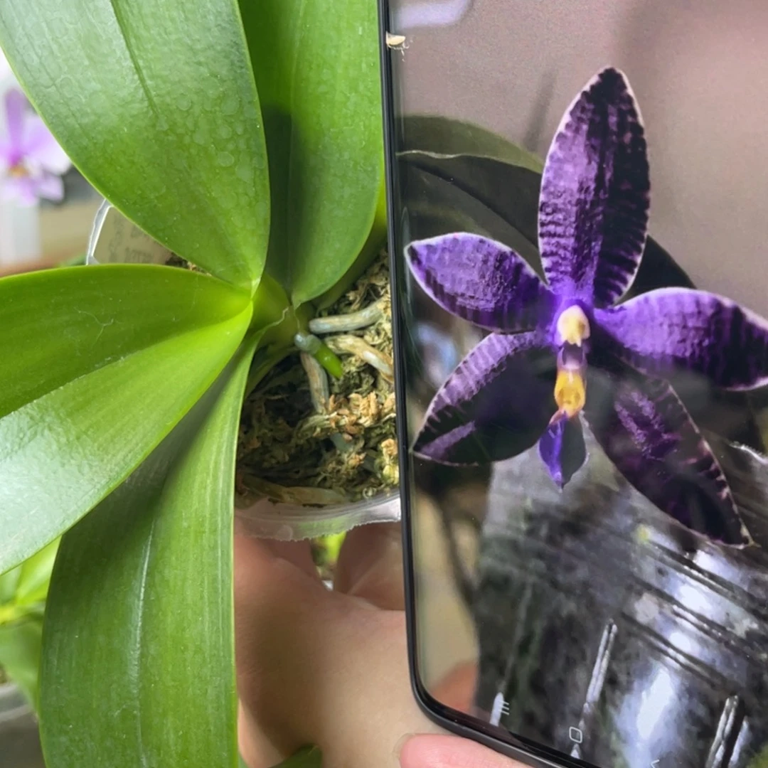 完全开放蓝路帝-1670