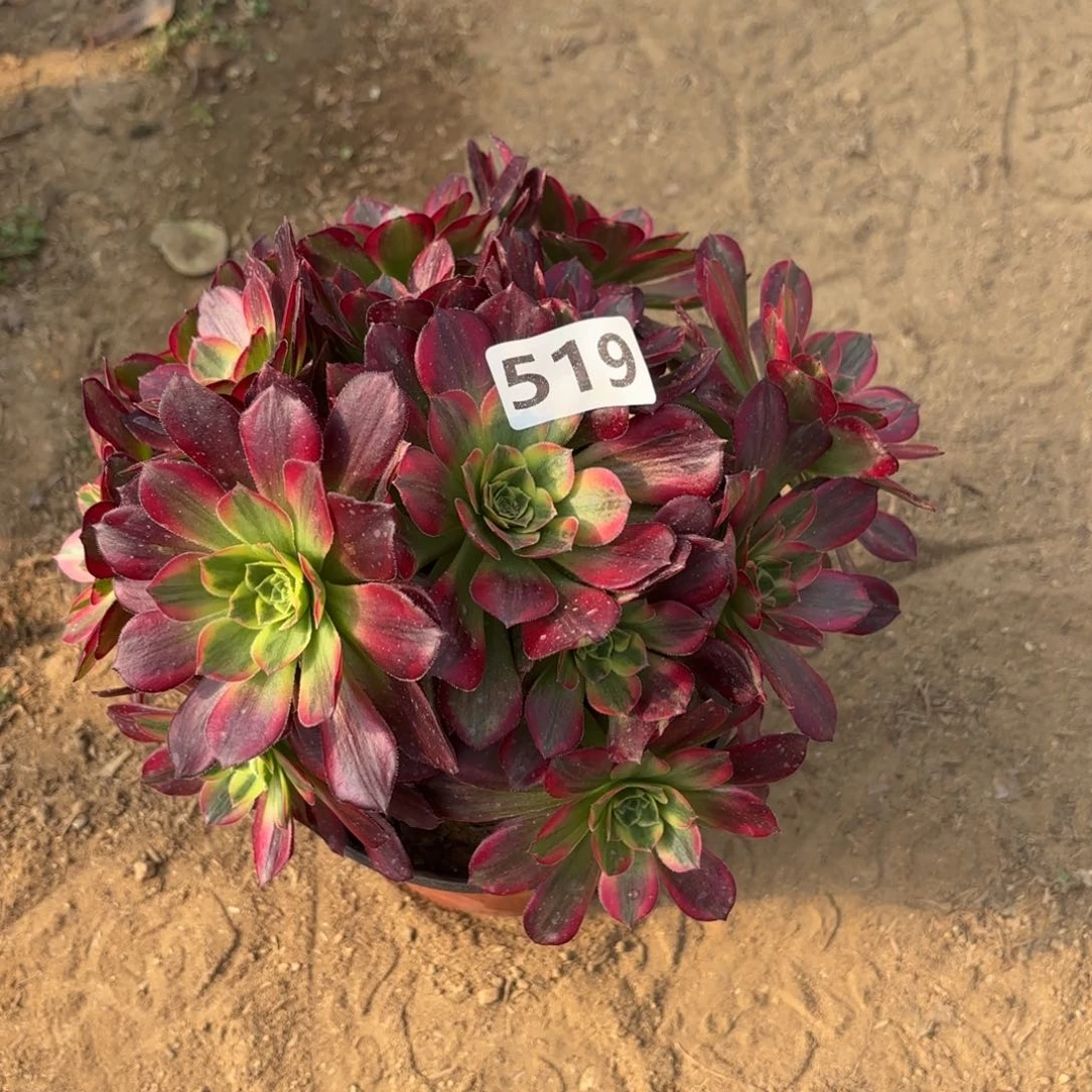 浮**梦519安娜多肉不包损