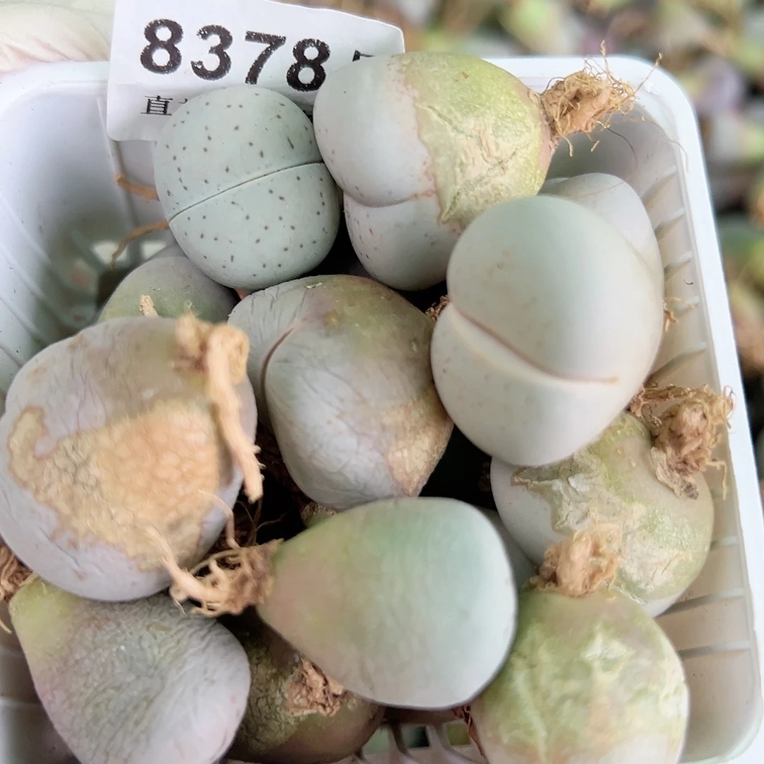 8378 好养易活生石花大母本30个有大有小有老疤有点干特价处理