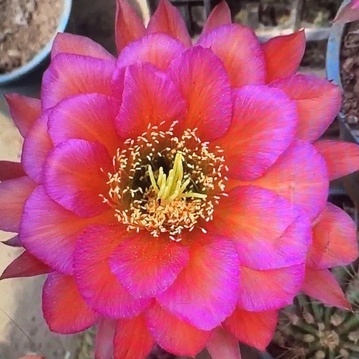 阿不力侧芽5公分左右毛花柱（20包邮）