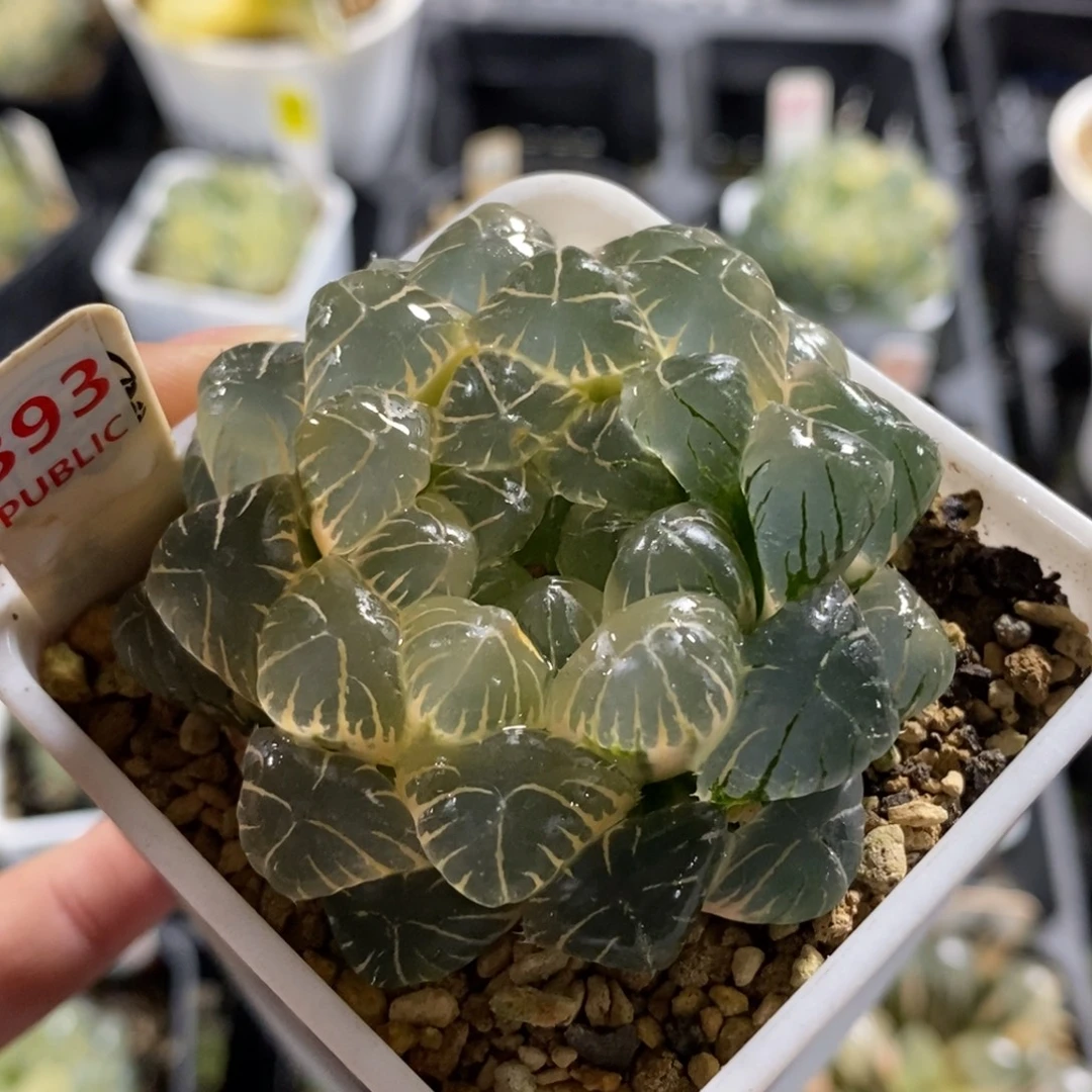393湖斑湖水玉露一物一图