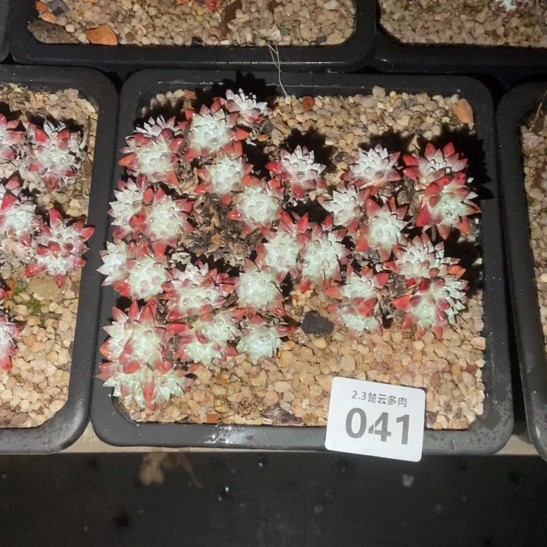 041格诺玛多肉植物