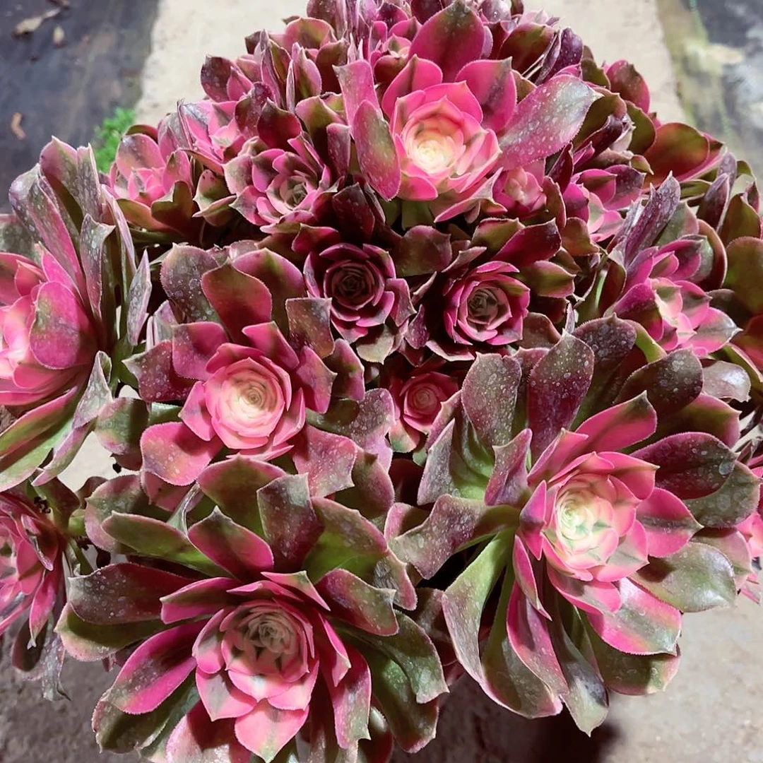 香菲法师多肉植物