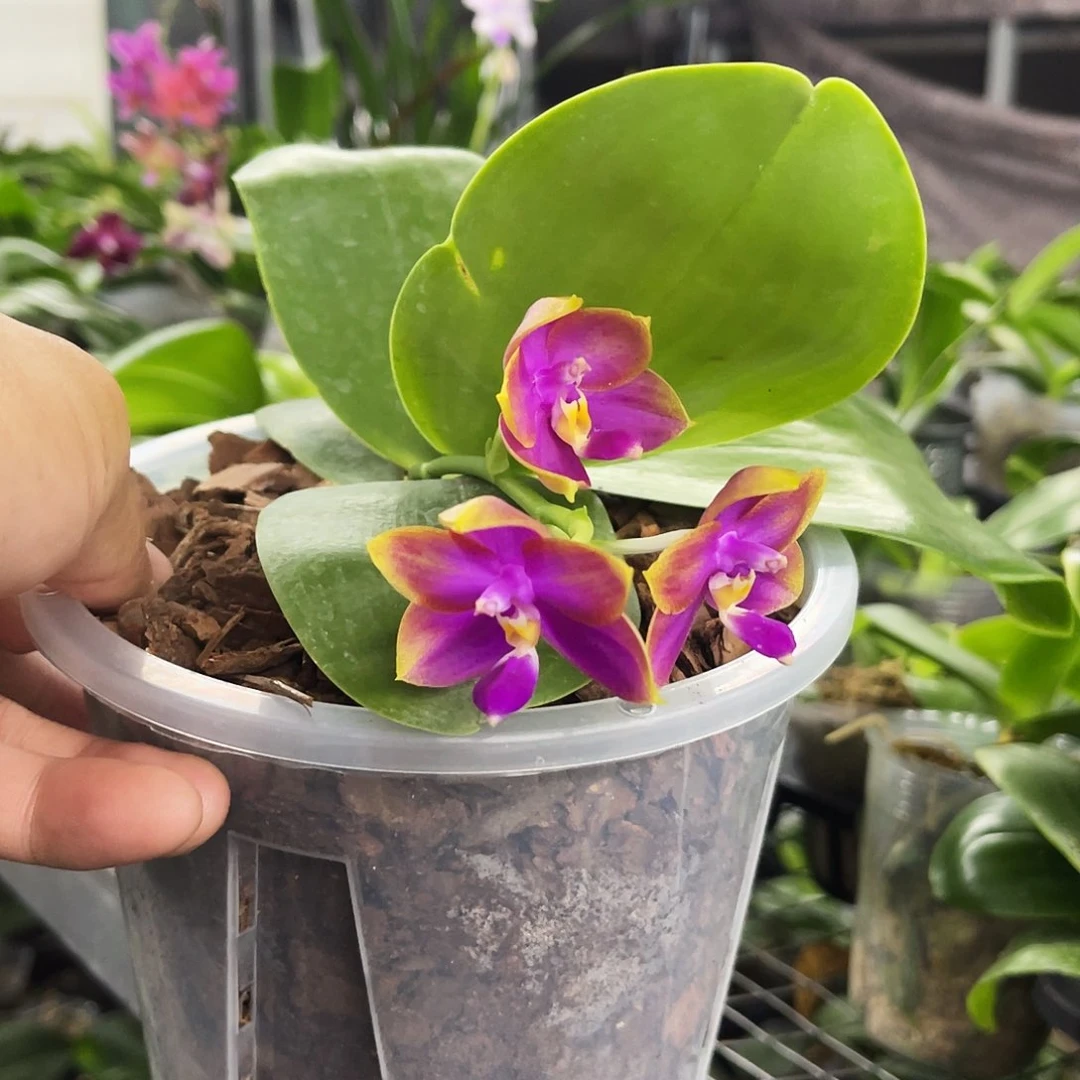 当前无花栽培后可以开花Y**a蝴蝶兰原生2.8