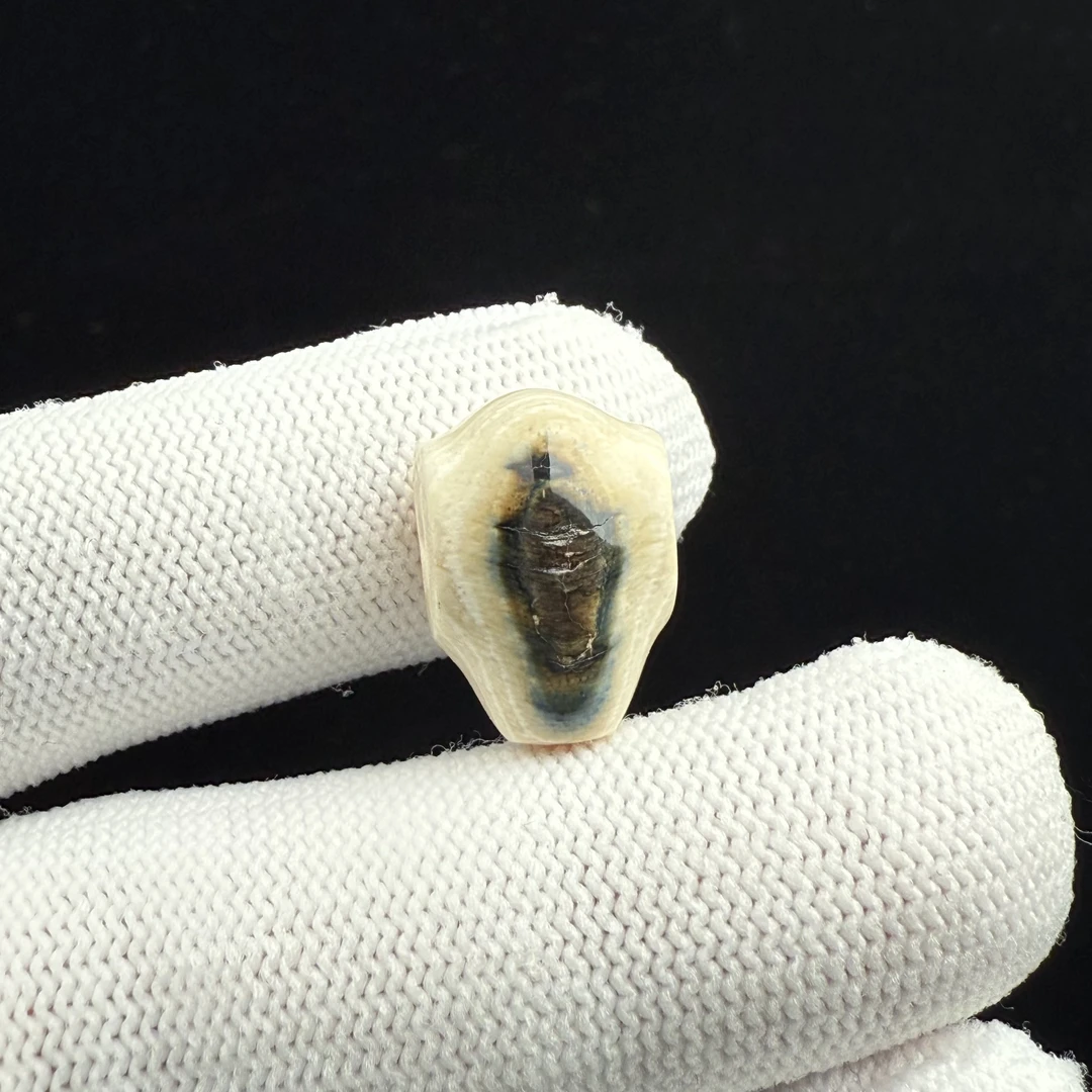 J8321天然猛犸牙 蓝眼鲨鱼背三通12*17*10.4mm一