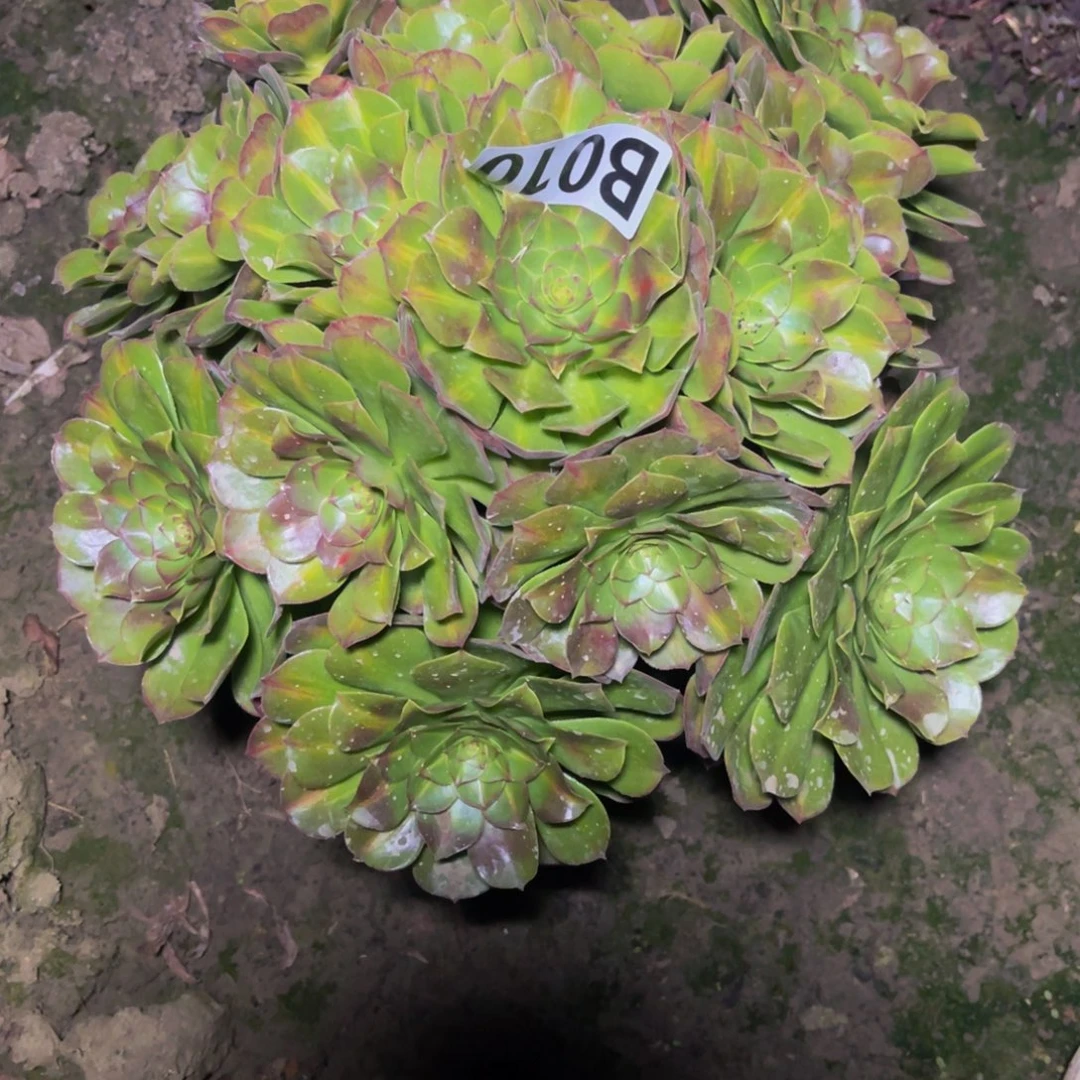 抹茶法师26///////-17包邮