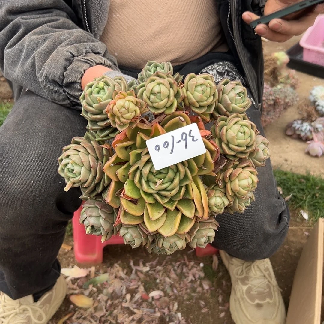 沉****636-100白玫瑰手捧多肉