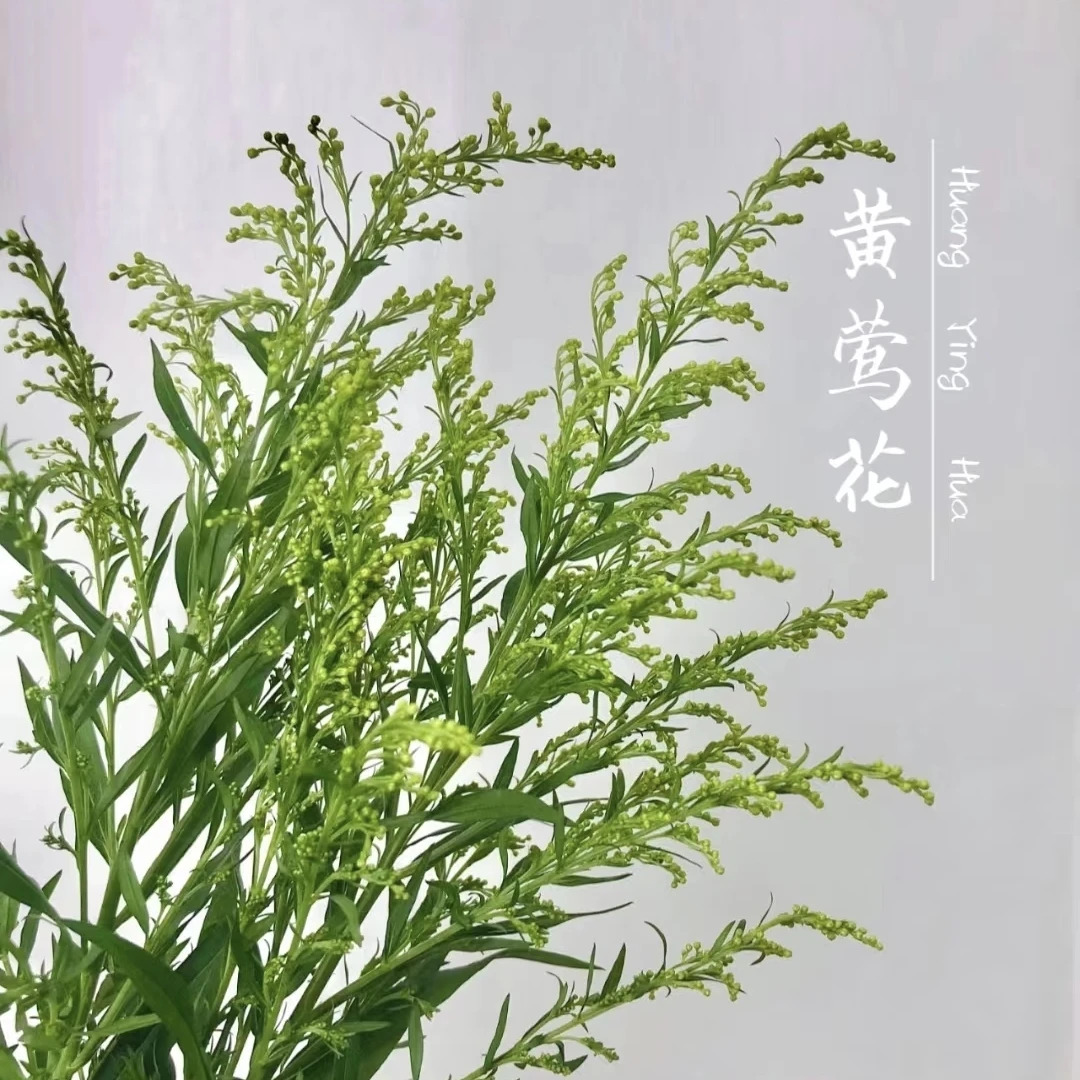 配草装饰黄莺花草1份（跟主花一起发，单拍不参与快递凑单）