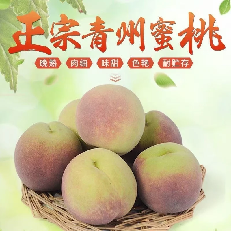 【顺丰】青州蜜桃新鲜现摘蜜桃脆甜多汁应季水果非水蜜桃肉厚核小