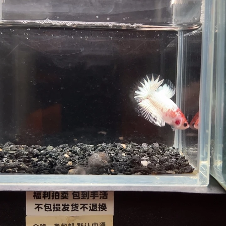 斗鱼竞拍跑单拉黑27日27