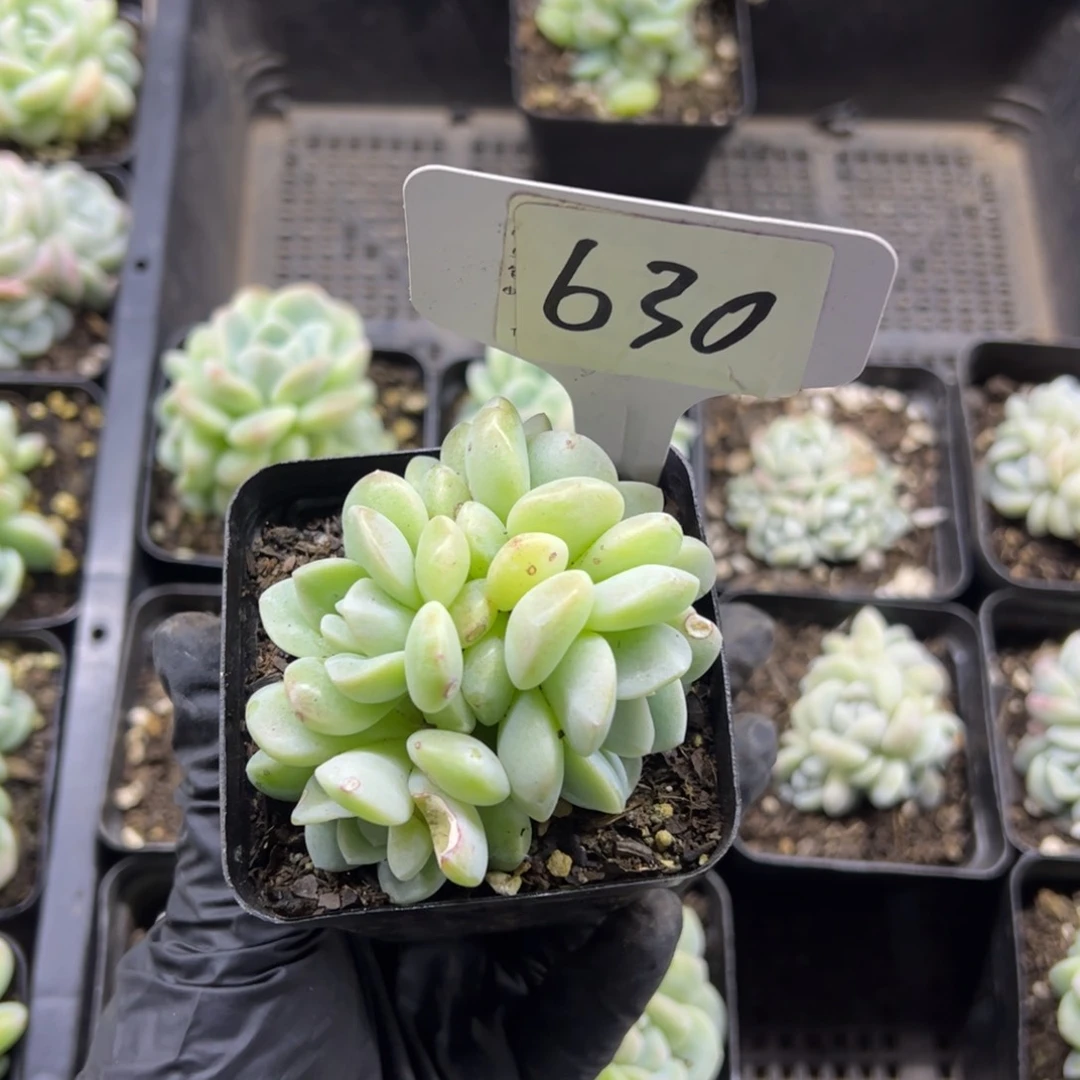 红陶寄*630号多肉植物