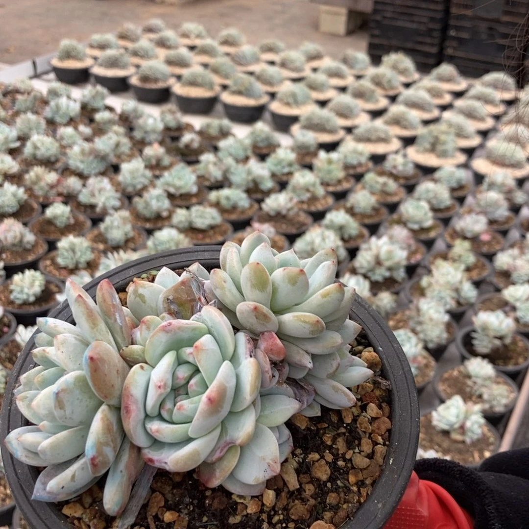 6.7星影小韩盆多头随机发货一颗